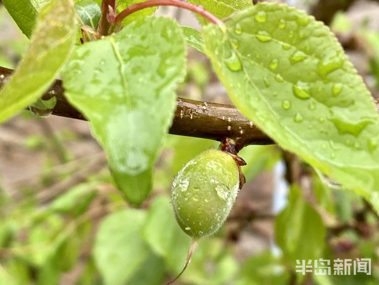 #已至#春雨已至万物可期 降雨为青岛果树带来利好