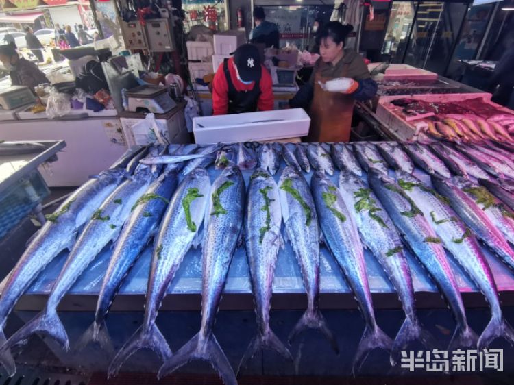 「鲅鱼」青岛春鲅鱼高调登场 买条大鲅鱼得三百元以上