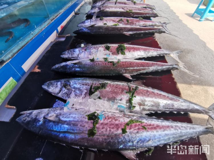 「鲅鱼」青岛春鲅鱼高调登场 买条大鲅鱼得三百元以上