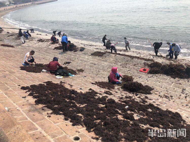 【海菜】退大潮捡海菜 青岛不少市民赶海淘宝