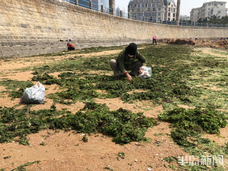 【海菜】退大潮捡海菜 青岛不少市民赶海淘宝