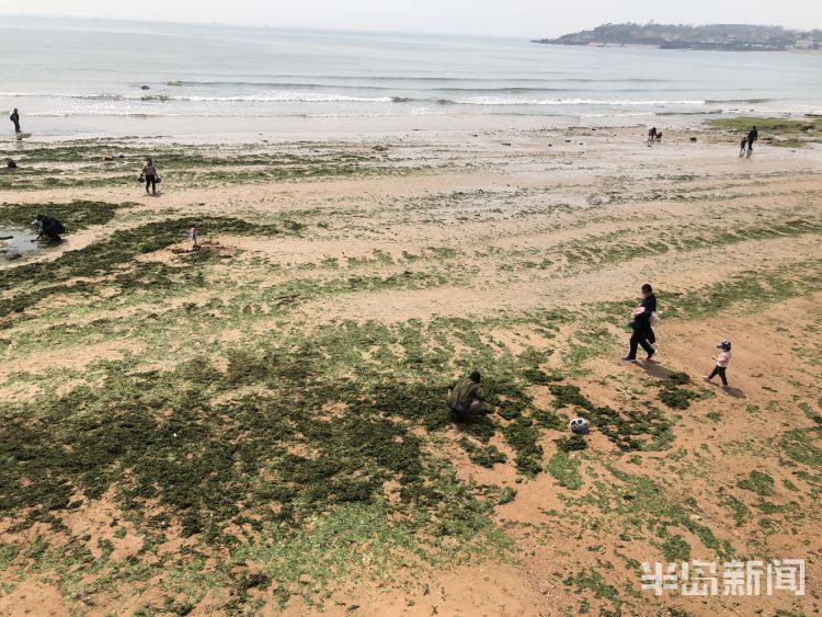 【海菜】退大潮捡海菜 青岛不少市民赶海淘宝