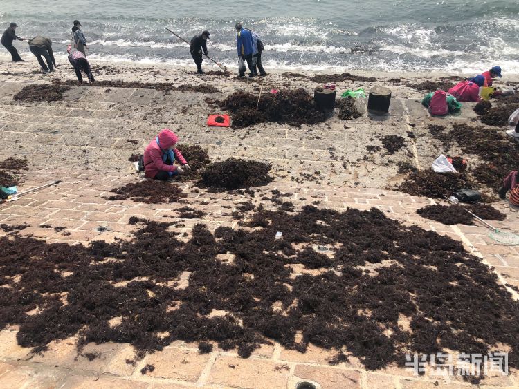 【海菜】退大潮捡海菜 青岛不少市民赶海淘宝