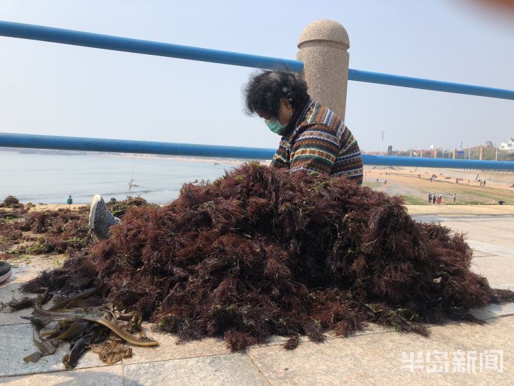 【海菜】退大潮捡海菜 青岛不少市民赶海淘宝