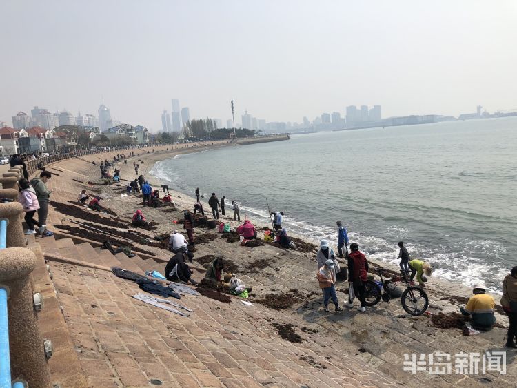 【海菜】退大潮捡海菜 青岛不少市民赶海淘宝