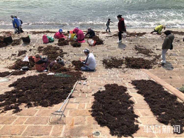 【海菜】退大潮捡海菜 青岛不少市民赶海淘宝