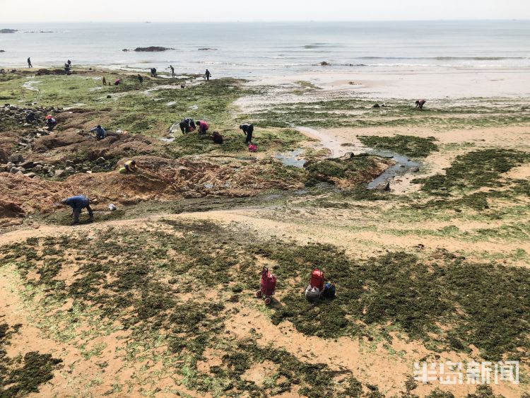 【海菜】退大潮捡海菜 青岛不少市民赶海淘宝