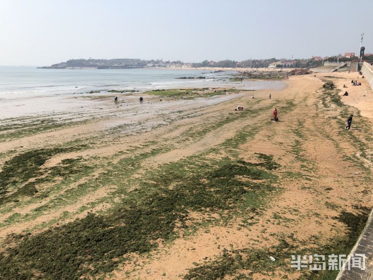 【海菜】退大潮捡海菜 青岛不少市民赶海淘宝