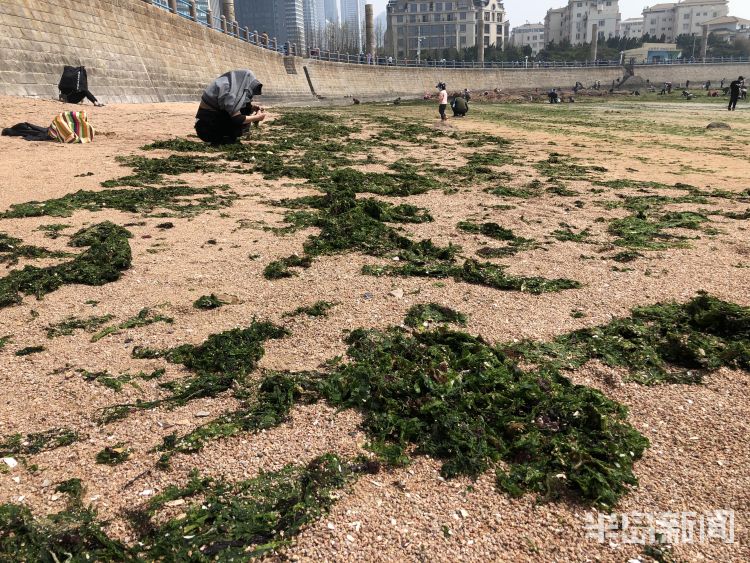 【海菜】退大潮捡海菜 青岛不少市民赶海淘宝