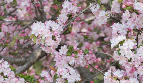 青岛中山公园：落花逐水春将尽 赏花可得抓紧了