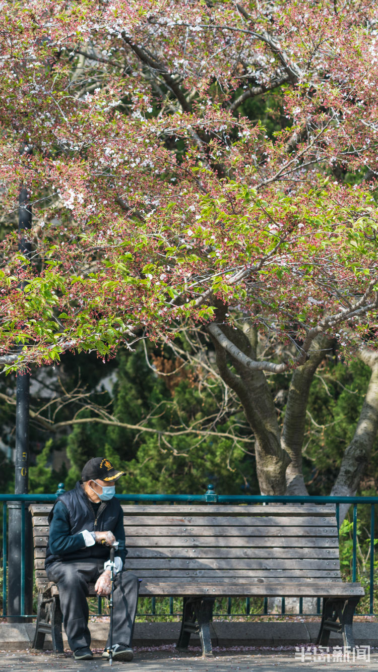 「逐水春」青岛中山公园：落花逐水春将尽 赏花可得抓紧了