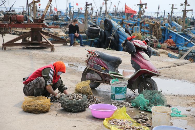 『海蛎子』红岛渔港码头：船只归港 海蛎子、蛤蜊“上岸”