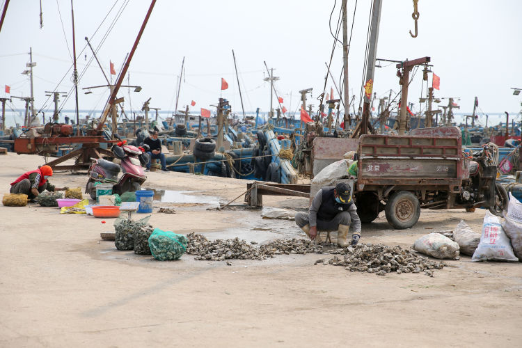 『海蛎子』红岛渔港码头：船只归港 海蛎子、蛤蜊“上岸”