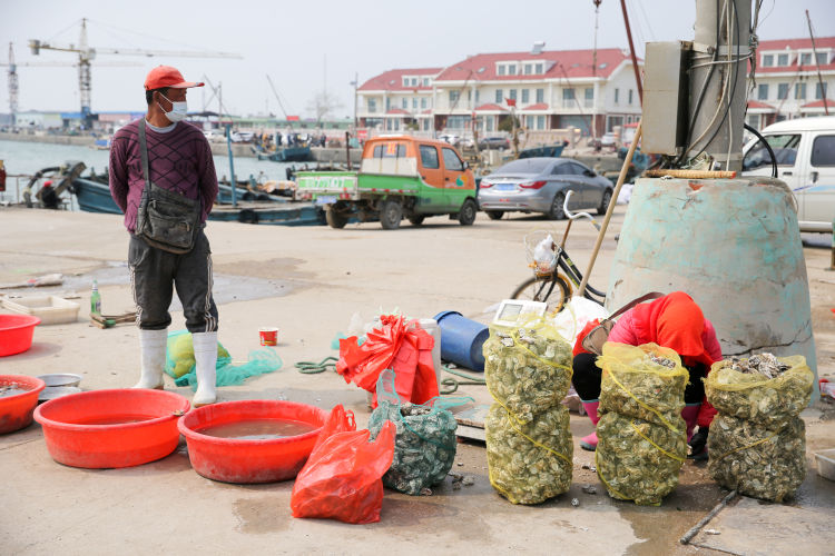 『海蛎子』红岛渔港码头：船只归港 海蛎子、蛤蜊“上岸”
