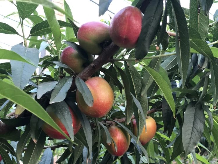 【油桃】硕果累累惹人“桃”醉 平度白沙河街道1.5万亩油桃进入收获季节