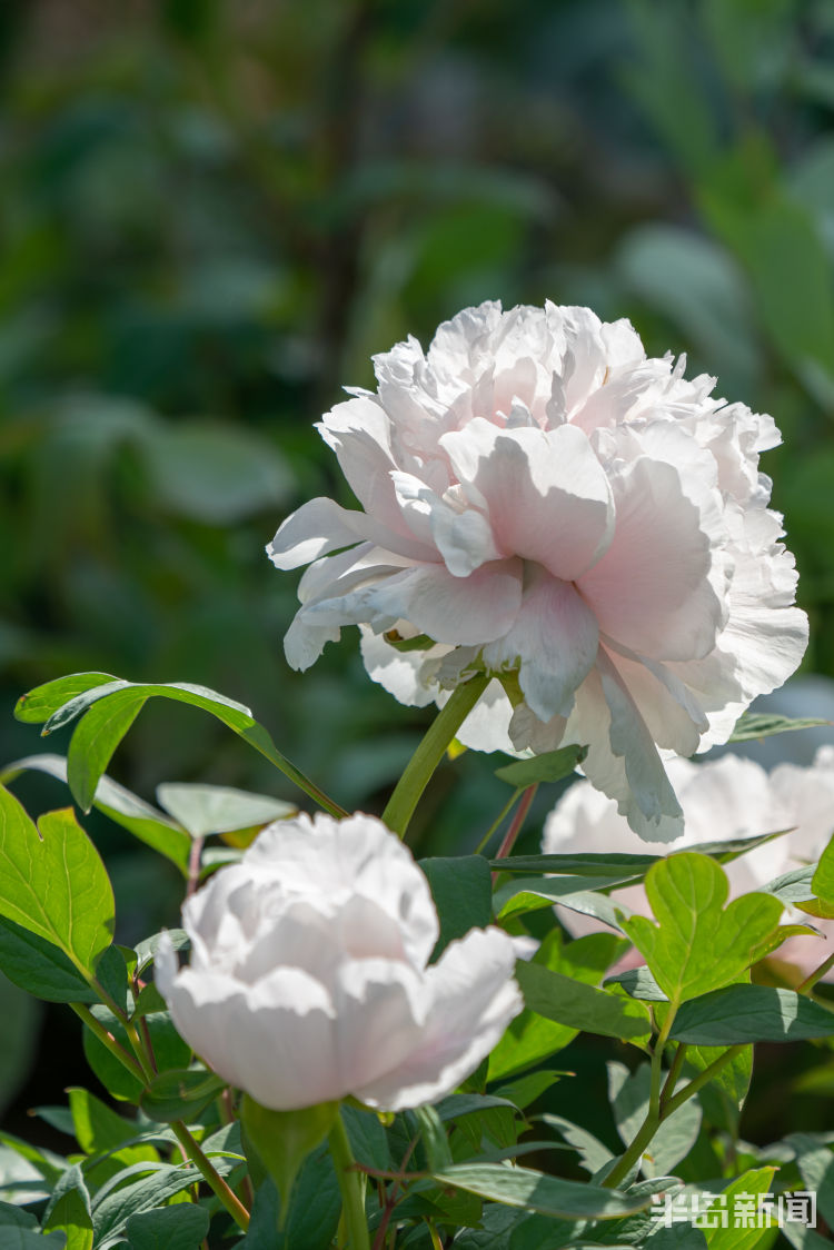 『140』140岁睡芙蓉花开 中山公园牡丹花期能持续到5月中旬