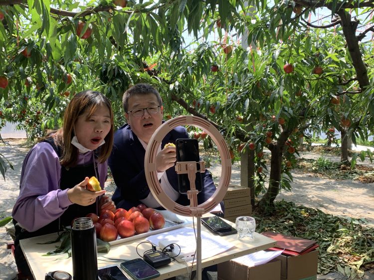 #余斤#平度一名街道办主任直播“吃”地标大油桃：两小时网销1000余斤