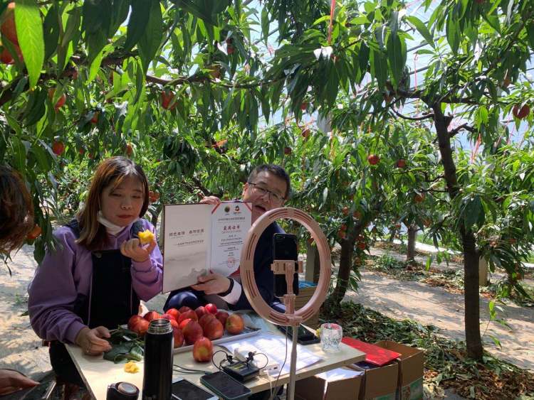 #余斤#平度一名街道办主任直播“吃”地标大油桃：两小时网销1000余斤