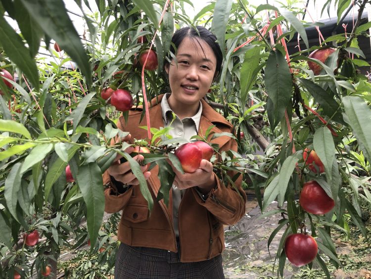 #余斤#平度一名街道办主任直播“吃”地标大油桃：两小时网销1000余斤