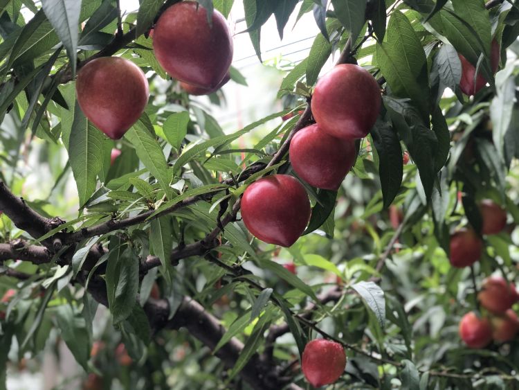 #余斤#平度一名街道办主任直播“吃”地标大油桃：两小时网销1000余斤