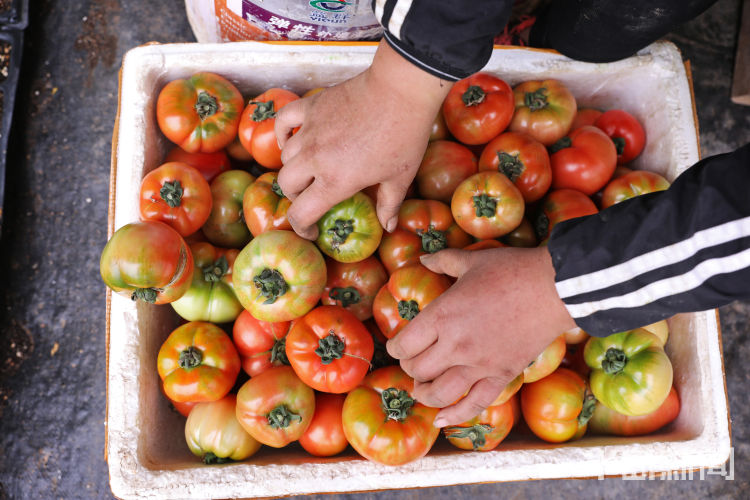 酸酸甜甜■城阳区夏庄街道杠六九西红柿大量上市 酸酸甜甜就是它