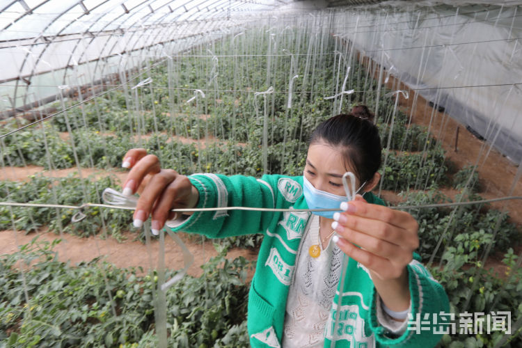 酸酸甜甜■城阳区夏庄街道杠六九西红柿大量上市 酸酸甜甜就是它