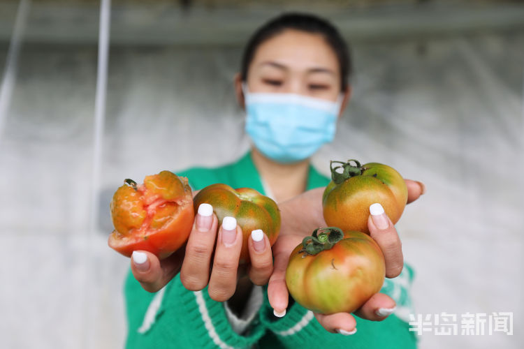 酸酸甜甜■城阳区夏庄街道杠六九西红柿大量上市 酸酸甜甜就是它