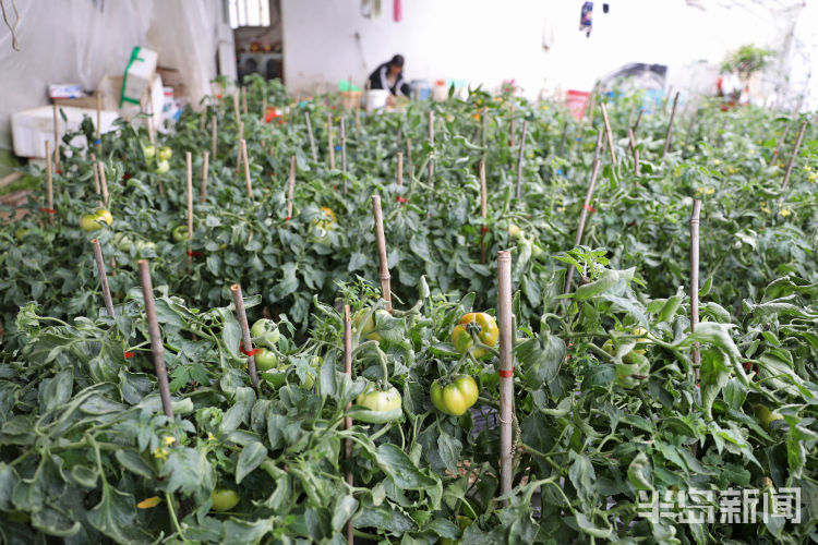 酸酸甜甜■城阳区夏庄街道杠六九西红柿大量上市 酸酸甜甜就是它