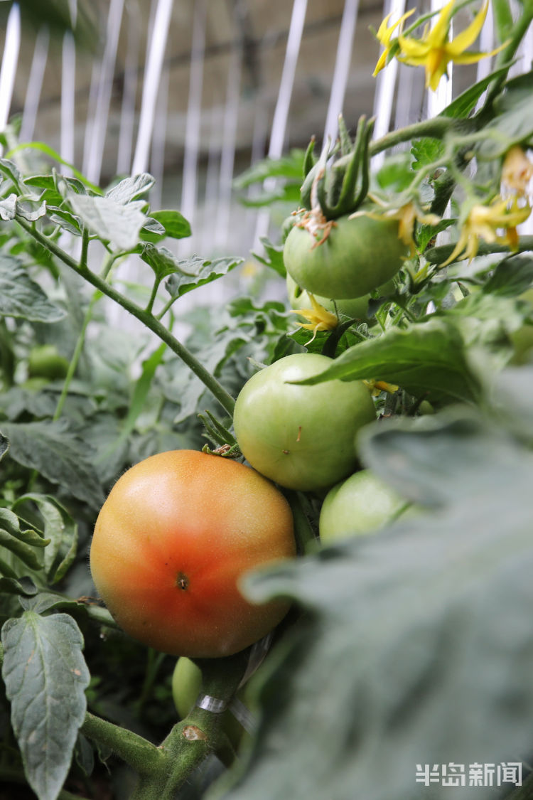 酸酸甜甜■城阳区夏庄街道杠六九西红柿大量上市 酸酸甜甜就是它