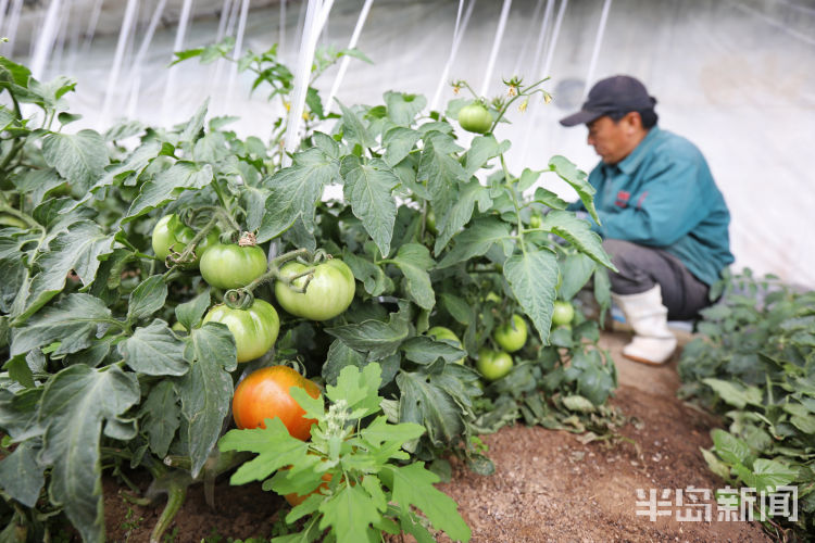 酸酸甜甜■城阳区夏庄街道杠六九西红柿大量上市 酸酸甜甜就是它