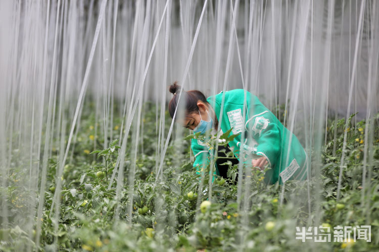 酸酸甜甜■城阳区夏庄街道杠六九西红柿大量上市 酸酸甜甜就是它
