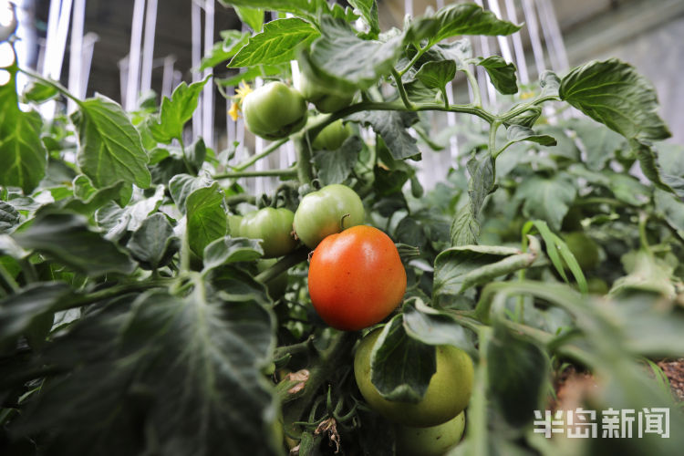 酸酸甜甜■城阳区夏庄街道杠六九西红柿大量上市 酸酸甜甜就是它