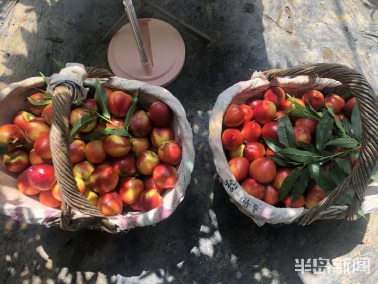 『快手』平度白沙河街道办事处主任和本土快手“网红”直播带货 两小时卖出油桃千余斤