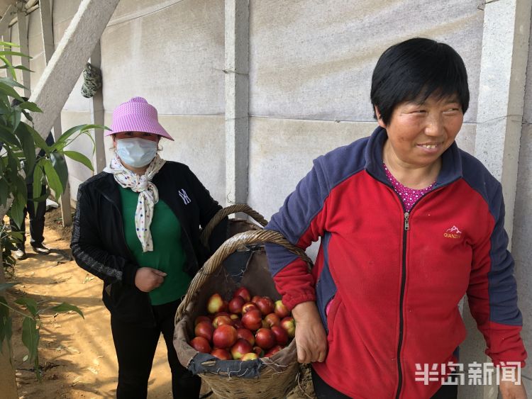 『快手』平度白沙河街道办事处主任和本土快手“网红”直播带货 两小时卖出油桃千余斤
