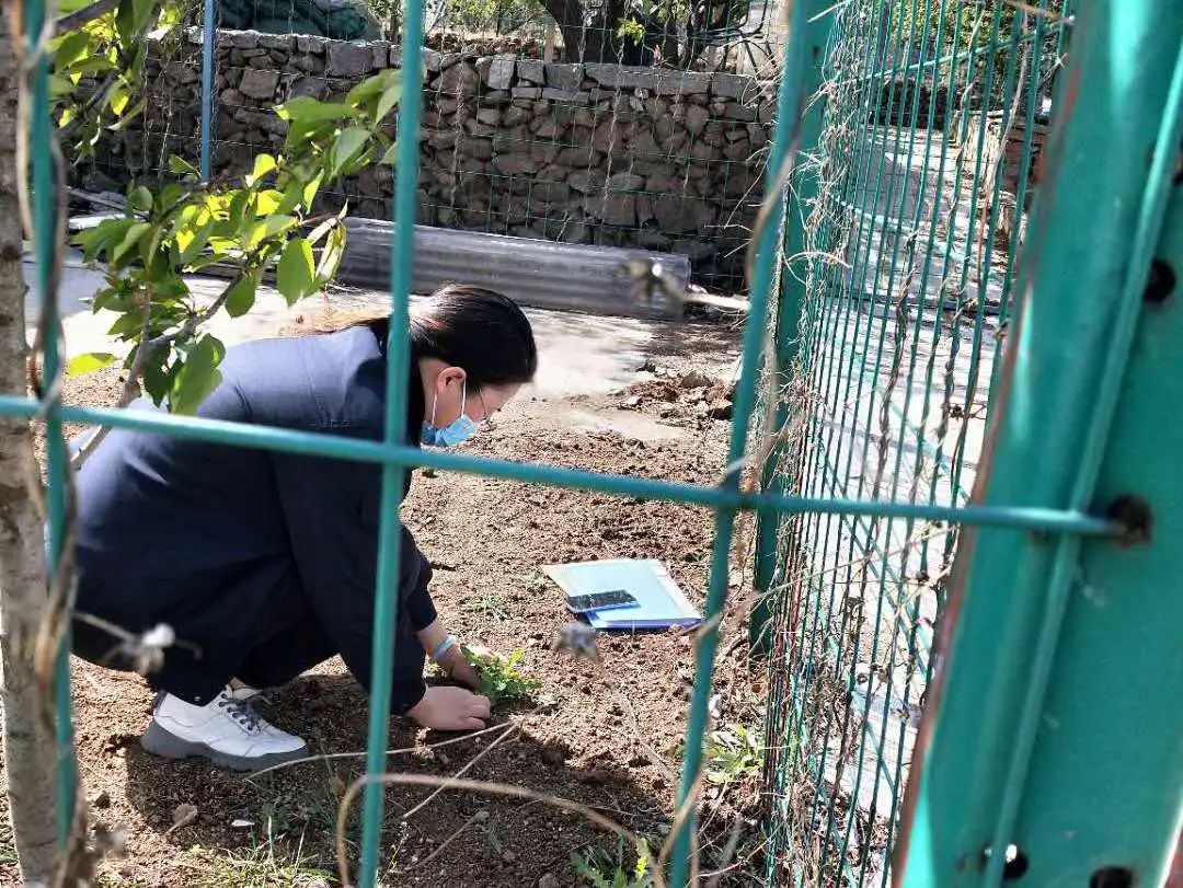 [网格]北宅街道西乌衣巷社区网格员深入社区 巡查发现罂粟苗并及时铲除