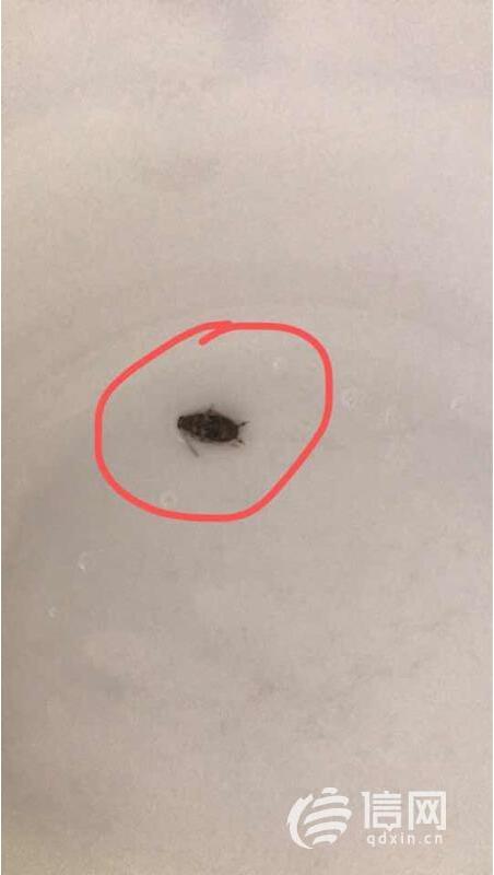 「」牛奶中喝出黑色虫子 迎春乐牛奶：无法鉴定来源