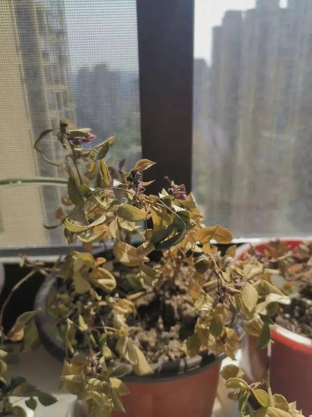 ■女护士援鄂67天回家后惊呆 网友：同一个世界同一个老公