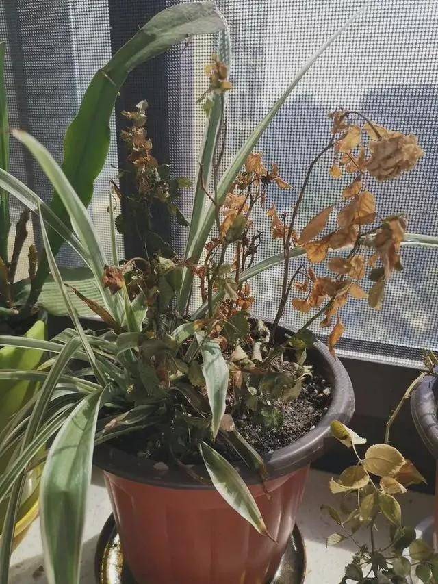 ■女护士援鄂67天回家后惊呆 网友：同一个世界同一个老公