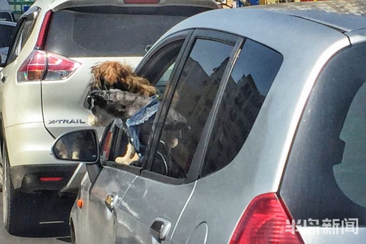 『兜风』太危险！主干道上俩宠物犬车窗伸出脑袋左右张望“看风景”