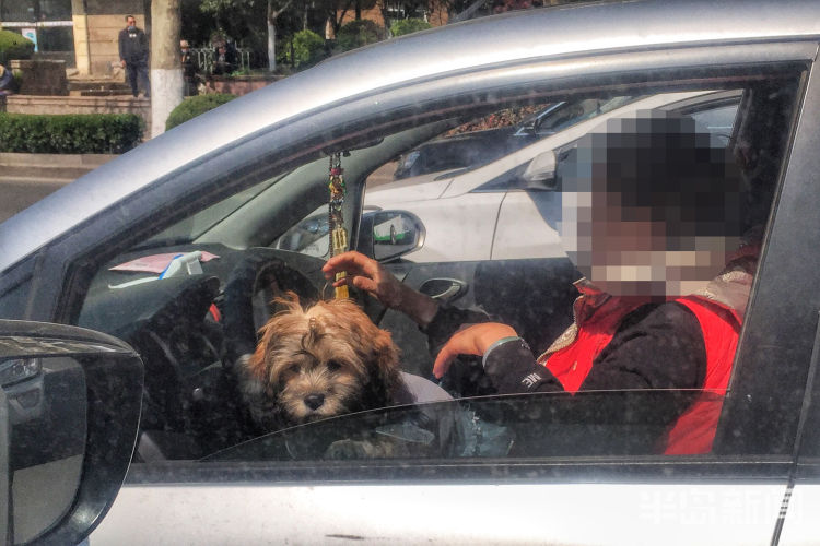 『兜风』太危险！主干道上俩宠物犬车窗伸出脑袋左右张望“看风景”