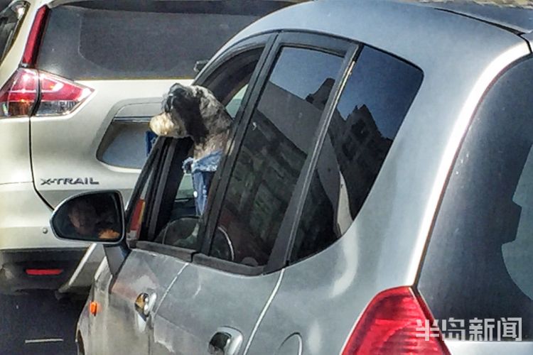 『兜风』太危险！主干道上俩宠物犬车窗伸出脑袋左右张望“看风景”