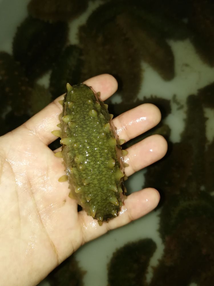 「中寻」2020年第一季度青岛市海参产量721吨 同比增长37.8%