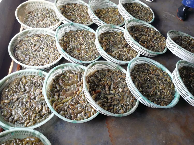 「中寻」2020年第一季度青岛市海参产量721吨 同比增长37.8%