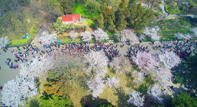 「中山公园」漫步中山公园：那些年关于赏樱的趣事 属于自己的春天往事