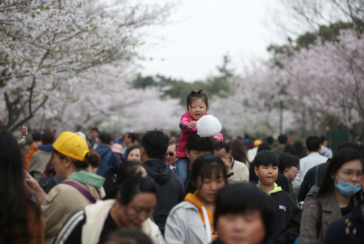 「中山公园」漫步中山公园：那些年关于赏樱的趣事 属于自己的春天往事