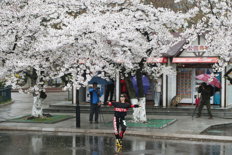 「中山公园」漫步中山公园：那些年关于赏樱的趣事 属于自己的春天往事