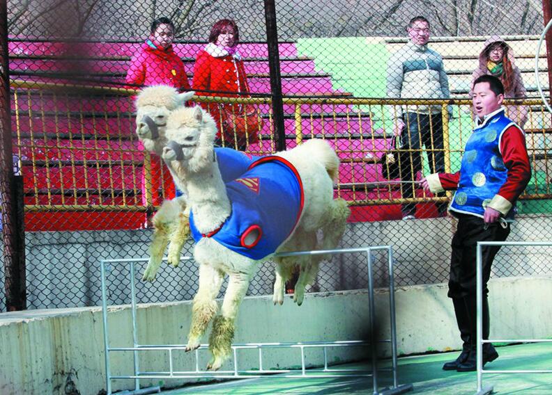 @青岛森林野生动物世界叫停动物表演 改设科普讲堂