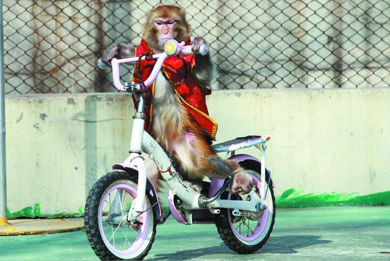 @青岛森林野生动物世界叫停动物表演 改设科普讲堂