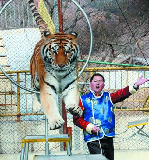 @青岛森林野生动物世界叫停动物表演 改设科普讲堂