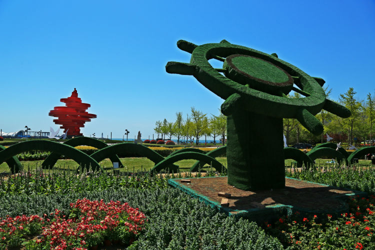 更出：“景”上添花迎五一 青岛海滨风景区鲜花布景迎四方宾客